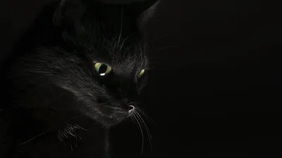 Фотография Кошки Черный животное Черный фон 1920x1080