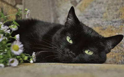 Обои на рабочий стол Черный кот лежит рядом с цветочками, обои для рабочего  стола, скачать обои, обои бесплатно