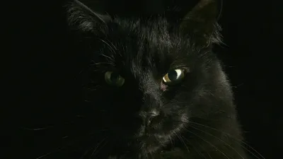 Обои Черный кот, картинки - Обои для рабочего стола Черный кот фото из  альбома: (кошки)