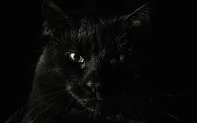 Фото черный кот Фантастика Волшебные животные