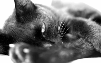 Черный кот,паяльник,микросхема,пайка…» — создано в Шедевруме
