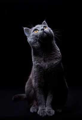 Черные коты, кошки, котята, пантеры: обои, картинки и фото - wallpapers  cats.
