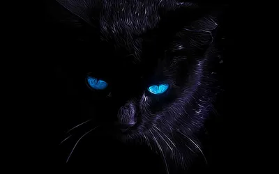 Картинка кот Взгляд Животные на черном фоне