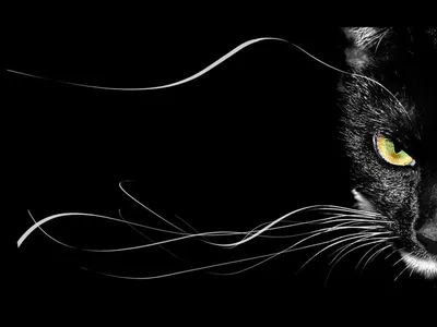 Фотография Кошки Животные на черном фоне