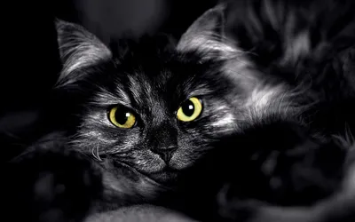 20+ Черный кот - обои на рабочий стол HD | Скачать Бесплатно картинки