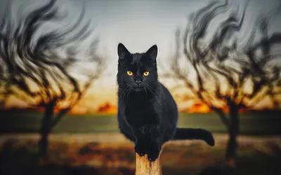 Черный кот фон рабочего стола - 89 фото