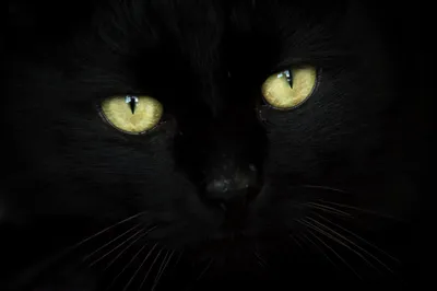 черная кошка в лесу с золотыми глазами, черный котенок, кошка, хищник фон  картинки и Фото для бесплатной загрузки