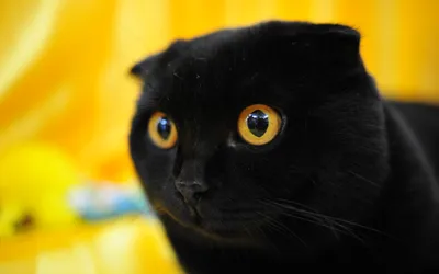 Картинки чёрный, кот, с, тыквой, на, хэллоуин - обои 1920x1080, картинка  №464460