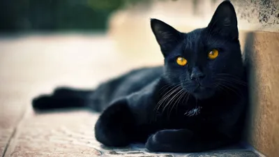 Обои черный кот, лежать, красивый, морда, взгляд, ожидание картинки на рабочий  стол, фото скачать бесплатно