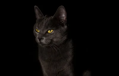 Чёрный вислоухий кот - обои для рабочего стола, картинки, фото