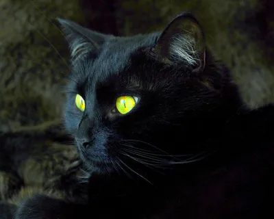Обои черный кот, кот, прогулка картинки на рабочий стол, фото скачать  бесплатно