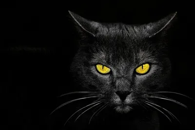 Заставка на рабочий стол черная кошка - 71 фото