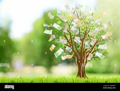 Крассула – денежное дерево: виды, уход
