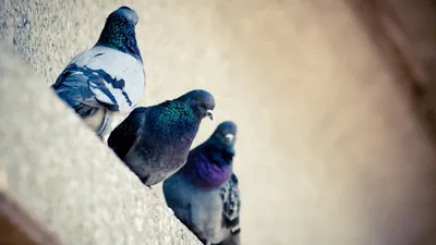 Обои голуби, птица, окрас картинки на рабочий стол, фото скачать бесплатно
