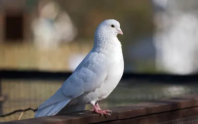 Белый голубь на заборе - обои на рабочий стол