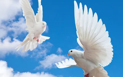 Картинки голуби парящие в небе (67 фото) » Картинки и статусы про  окружающий мир вокруг
