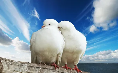 Обои на рабочий стол Пара белых голубей, обои для рабочего стола, скачать  обои, обои бесплатно