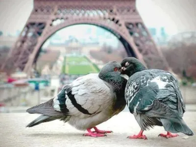 Обои для рабочего стола Парижские голуби фото - Раздел обоев: Птицы