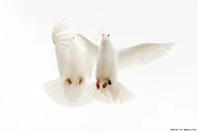 Картинка птица голубь Животные белым фоном