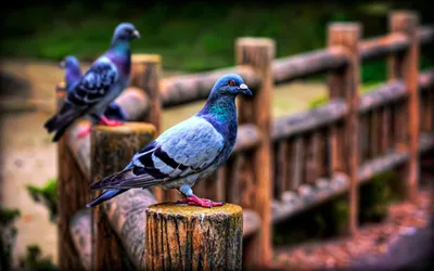 Обои голуби, птицы, полет, небо картинки на рабочий стол, фото скачать  бесплатно
