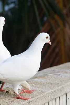 Фотографии Птицы Голуби сердца белая Животные на черном фоне
