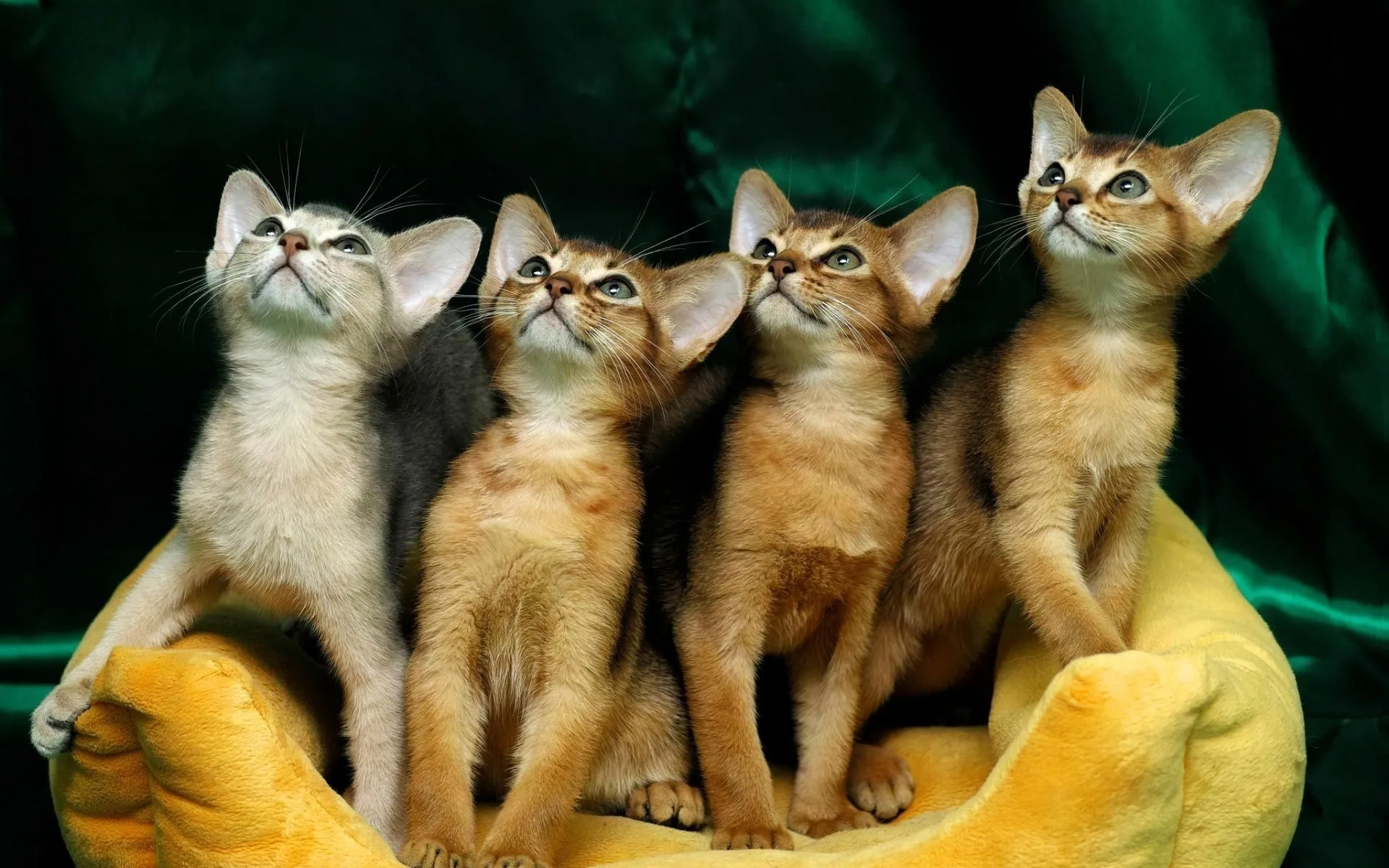 Четверо кошек