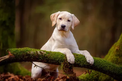 Фон рабочего стола где видно puppy, labrador retriever, white dog, tree  branch, stand, pose, autumn, pets, щенок, Лабрадор-ретривер, белый пес,  собака, ветка дерева, стойка, поза, осень, домашние животные