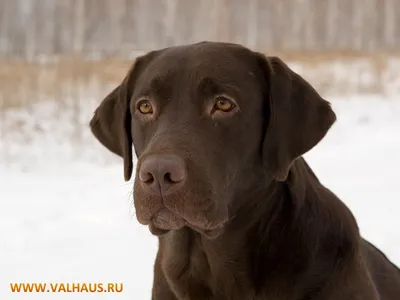 Обои на рабочий стол Собака породы лабрадор ретривер, лежит на дорожке  рядом с кустом со светло–розовыми цветами, обои для рабочего стола, скачать  обои, обои бесплатно