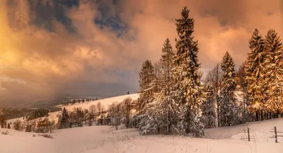 Скачать обои деревья, нью - йорк, настроение, парк, города разрешение  1920x1080 #855