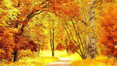 Trees forest leaves autumn nature widescreen wallpaper | 1680x1050 |  1298293 | WallpaperUP