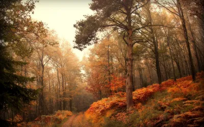 Pictures Leaf Autumn Nature Sky Forests Trees Seasons 1920x1080