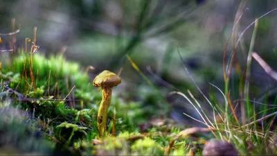 Фото на рабочий стол осенний лес