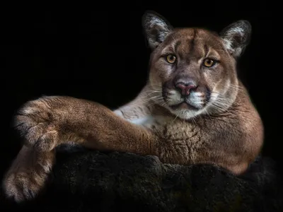 Обои Животные Пумы, обои для рабочего стола, фотографии животные, пумы,  горный, лев, пума, кугуар, взгляд, снег, лежит Обои для рабочего стола,  скачать обои картинки заставки на рабочий стол.