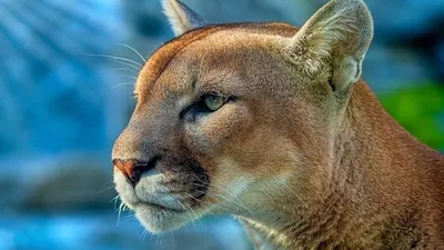 Download wallpaper look, face, portrait, paws, lies, black background, Puma,  wild cat, section cats in resolution 1280x960