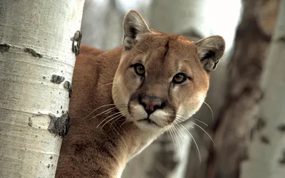 Download wallpaper mustache, look, face, snow, predator, profile, Puma,  mountain lion, section cats in resolution 1280x960