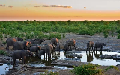 Фон рабочего стола где видно слоненок, слоны и слоненок, elephant,  elephants and elephant