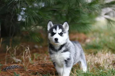 красивые картинки :: обои (большой размер по клику) :: хаски (husky,  сибирская хаски, сибирский хаски, ) :: продолжение в комментах :: Природа  (красивые фото природы: моря, озера, леса) :: большое разрешение ::