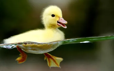 Картинки по запросу успокаивающие картинки для рабочего стола | Cute  ducklings, Duck wallpaper, Baby ducks