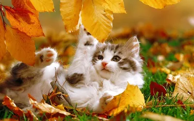 Осенний кот обои - 56 фото