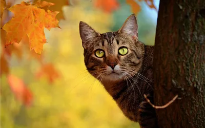 Осенние животные - красивые фото