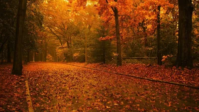 Белка осенью (87 фото) - 87 фото