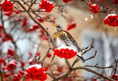 Фото Лисица Зима Снег животное 1080x1920