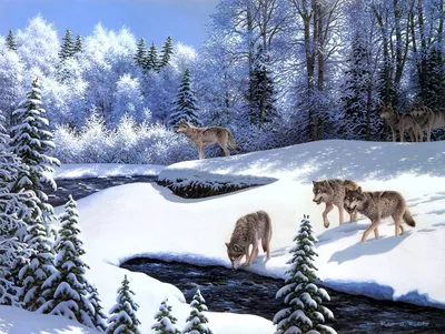 Пума лежит на снегу зимой - Тигры, львы - Животные - Картинки на рабочий  стол