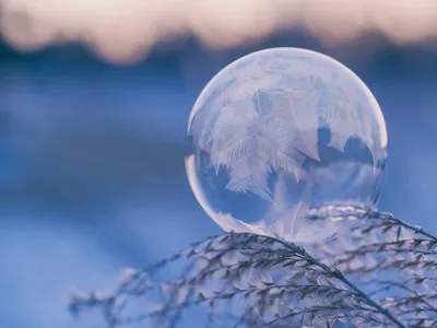 Фотография птица зимние Рябина Природа Снег Ягоды Ветки Животные
