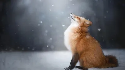 Обои снег, зима, лиса, лисица, животное, snow, winter, fox, animal  разрешение 1920x1080 | Домашняя лиса, Животные, Млекопитающие