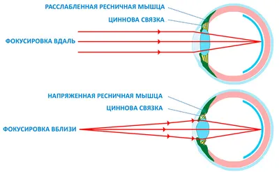 ЧОРИКУЛ ШАЙМАТОВ ГАВХАРИ - Самый интересный и доступный метод для  профилактики проблем со зрением ‼ Читайте и сохраняйте, пробуйте 😉  Излишнее напряжение в глазах приводит к различным расстройствам зрения.  Чтобы это предотвратить,