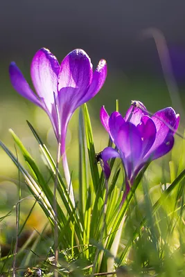 Photo Spring flower Crocuses Grass 640x960