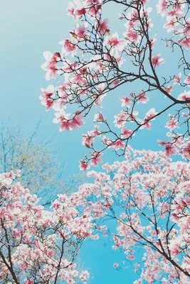 13 Gorgeous Spring Blossom iPhone Wallpapers | Preppy Wallpapers | Spring  wallpaper, Flower background iphone, Iphone wallpaper pinterest