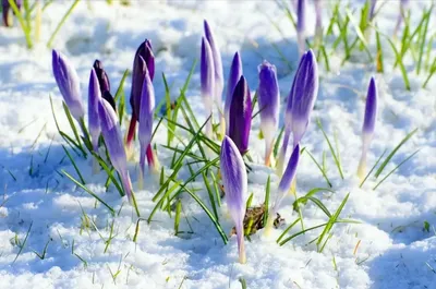 Рисунок Весенняя капель №213703 - «Весна-красна!» (12.01.2024 - 22:16)
