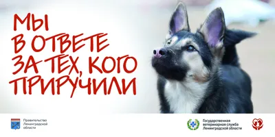 В Коми подвели итоги творческого конкурса плакатов среди школьников на тему  \"Охрана диких животных\" | Комиинформ